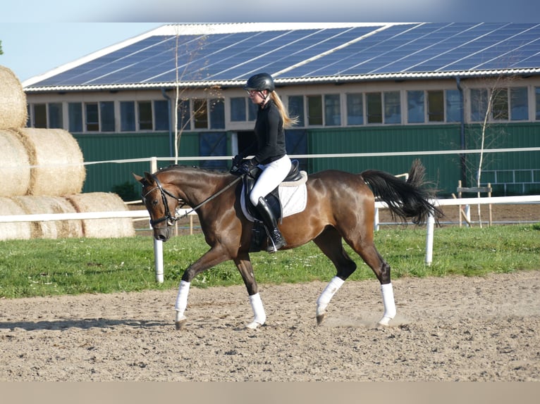 Trakehner Caballo castrado 4 años 158 cm Castaño in Ganschow