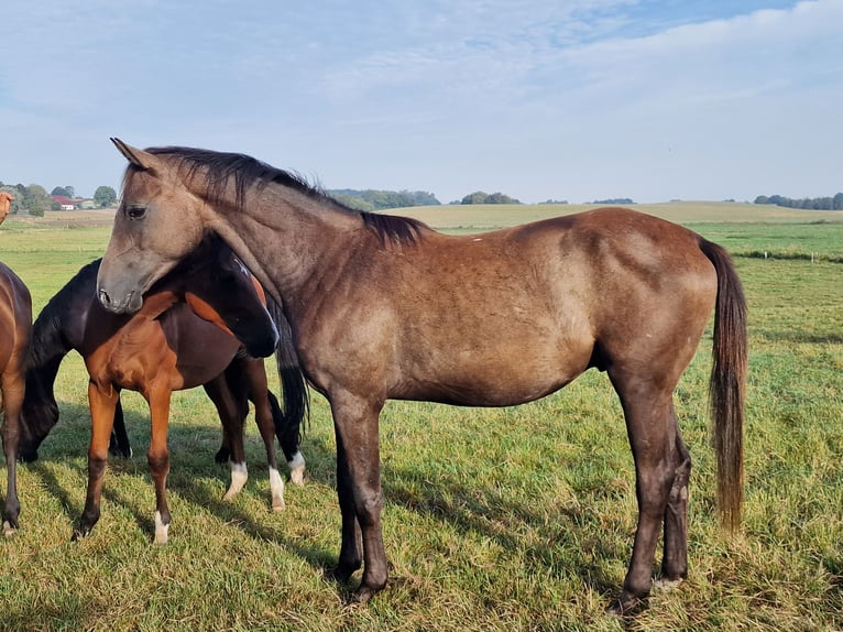 Trakehner Caballo castrado 4 años 161 cm Tordo in Bosau