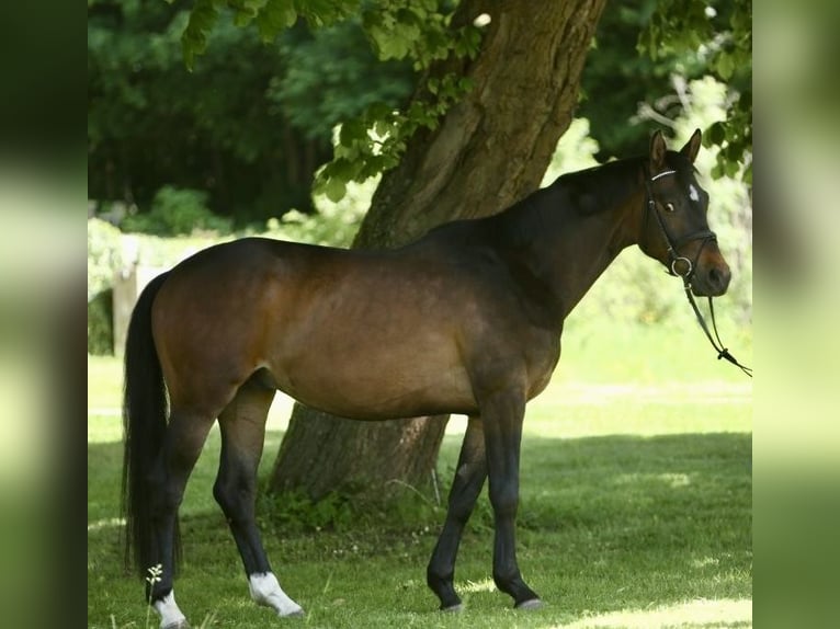 Trakehner Caballo castrado 4 años 162 cm Castaño oscuro in Wehretal