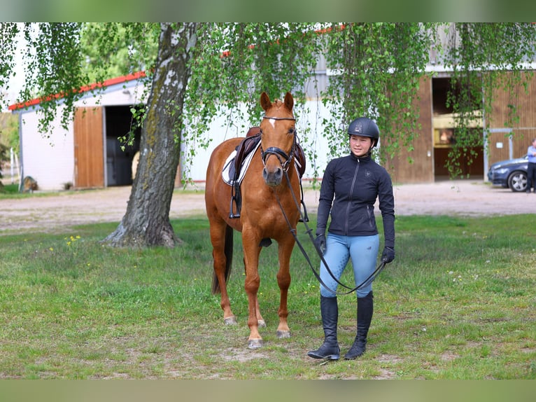 Trakehner Caballo castrado 4 años 163 cm Alazán in Wust