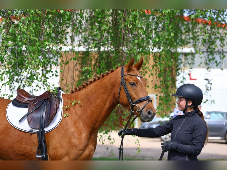 Trakehner Caballo castrado 4 años 163 cm Alazán in Wust