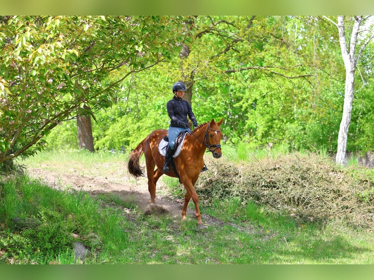 Trakehner Caballo castrado 4 años 163 cm Alazán in Wust