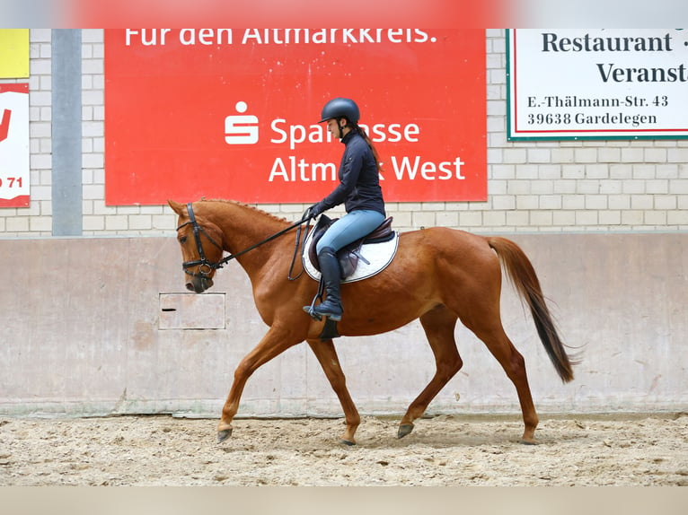 Trakehner Caballo castrado 4 años 163 cm Alazán in Wust