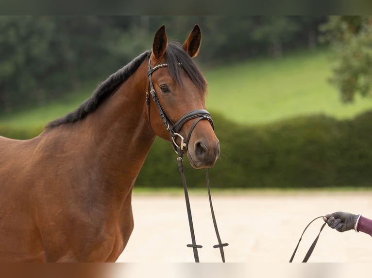 Trakehner Caballo castrado 4 años 163 cm Castaño in Wolfhagen