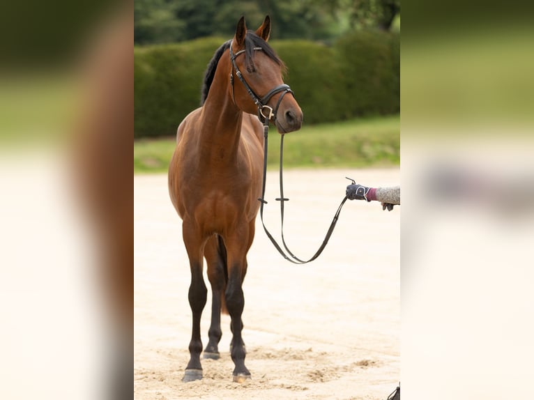 Trakehner Caballo castrado 4 años 163 cm Castaño in Wolfhagen