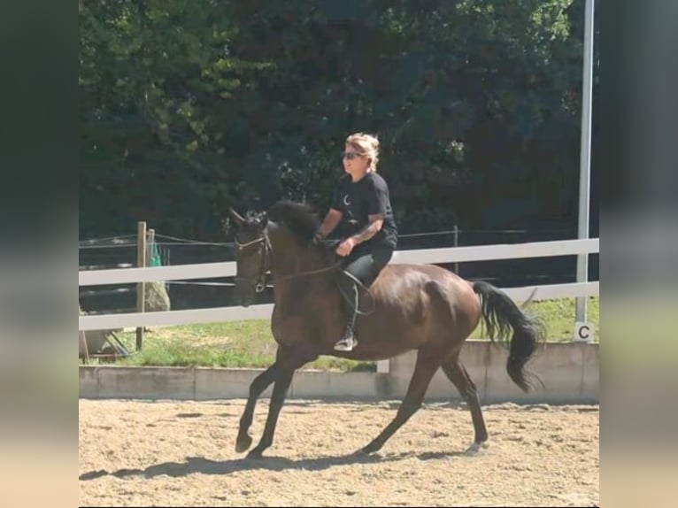 Trakehner Caballo castrado 4 años 163 cm Morcillo in Riedering