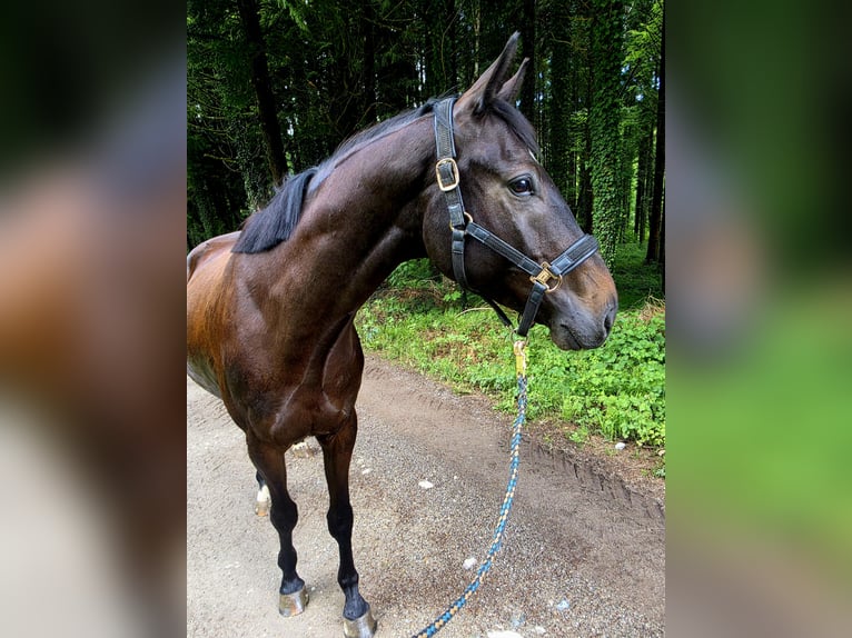Trakehner Caballo castrado 4 años 163 cm Morcillo in Riedering