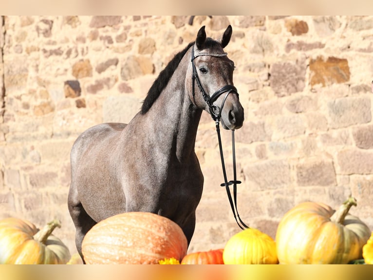 Trakehner Caballo castrado 4 años 163 cm Tordo in Wolfhagen