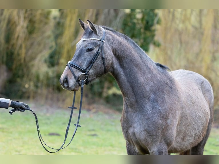 Trakehner Caballo castrado 4 años 163 cm Tordo in Wolfhagen