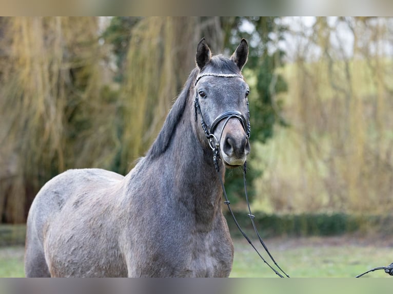 Trakehner Caballo castrado 4 años 163 cm Tordo in Wolfhagen
