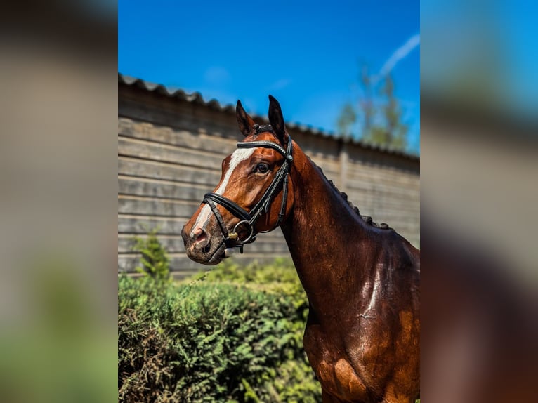 Trakehner Caballo castrado 4 años 164 cm Castaño oscuro in Rüsselsheim