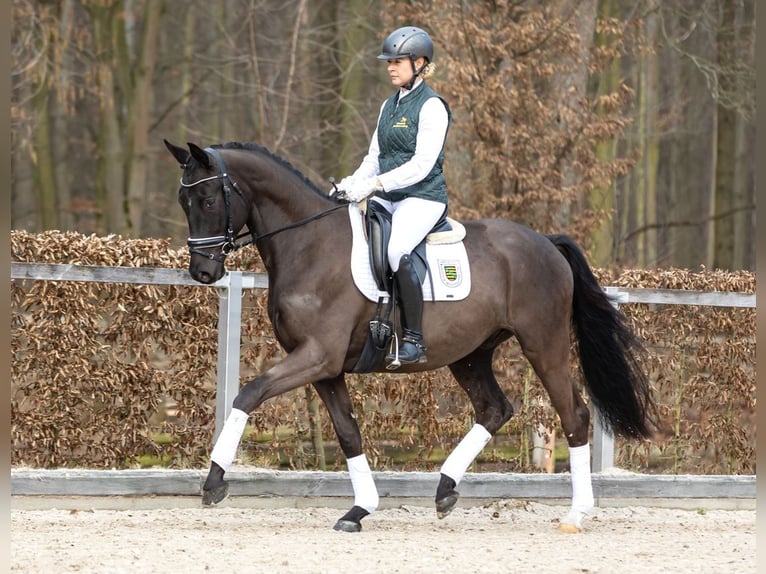 Trakehner Caballo castrado 4 años 164 cm Castaño oscuro in Moritzburg