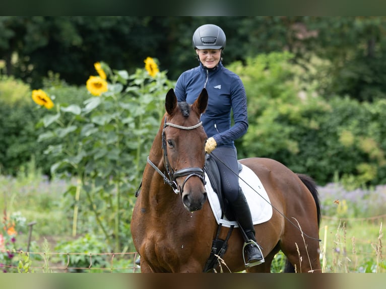 Trakehner Caballo castrado 4 años 164 cm Castaño in Wolfhagen