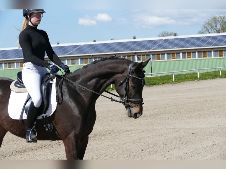 Trakehner Caballo castrado 4 años 164 cm Morcillo in Ganschow
