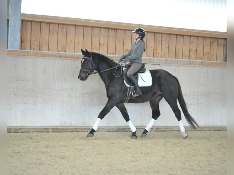 Trakehner Caballo castrado 4 años 164 cm Morcillo in Wellheim