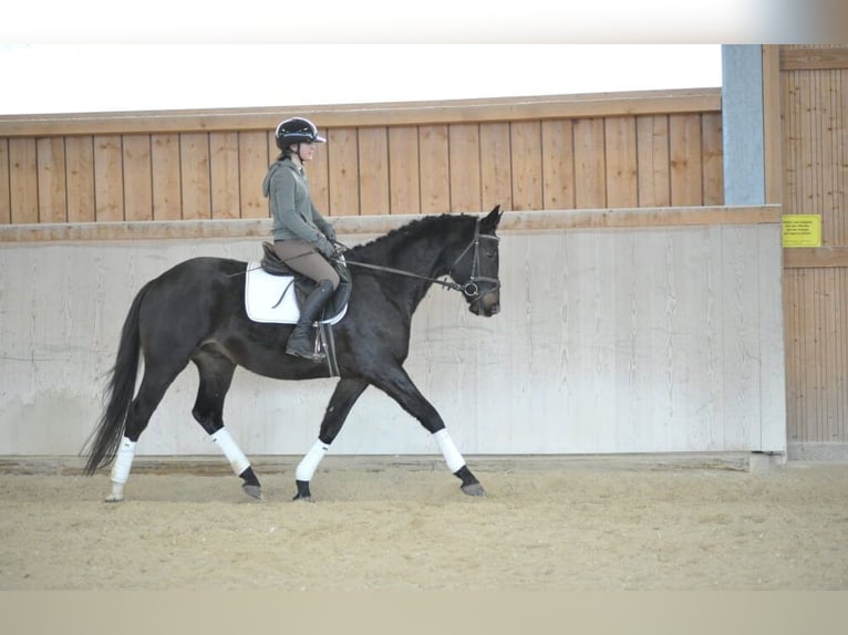 Trakehner Caballo castrado 4 años 164 cm Morcillo in Wellheim