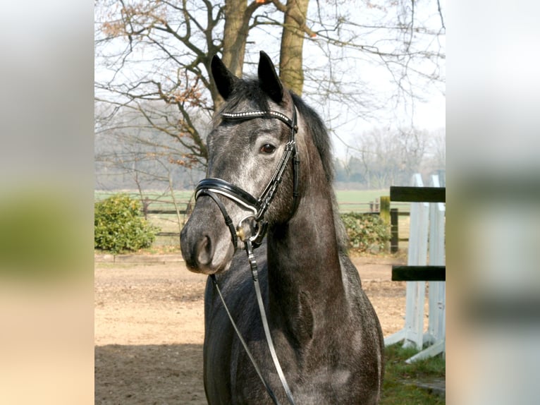 Trakehner Caballo castrado 4 años 164 cm Tordo in Suhlendorf