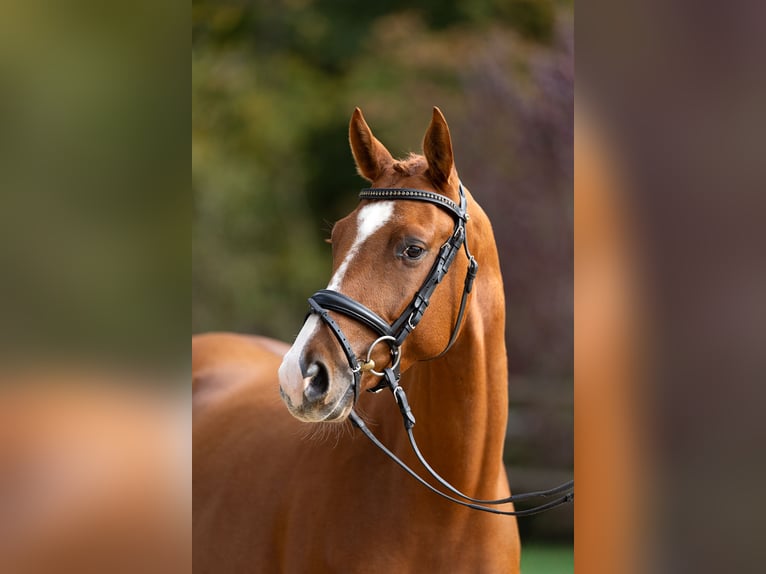 Trakehner Caballo castrado 4 años 165 cm Alazán in Hamm
