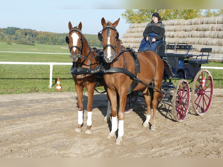 Trakehner Caballo castrado 4 años 165 cm Alazán in Ganschow