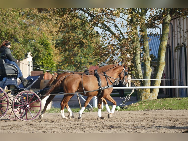 Trakehner Caballo castrado 4 años 165 cm Alazán in Ganschow