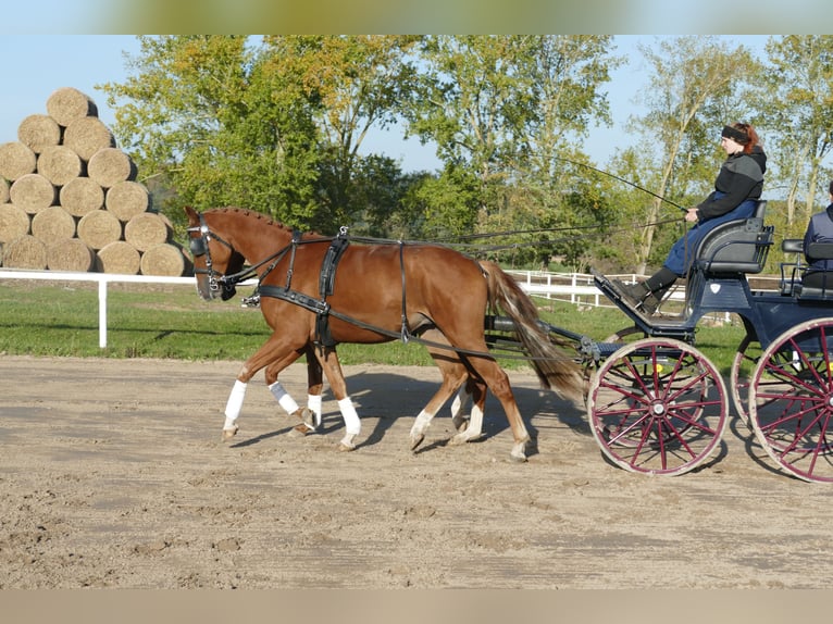 Trakehner Caballo castrado 4 años 165 cm Alazán in Ganschow