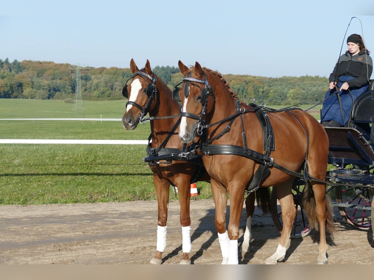 Trakehner Caballo castrado 4 años 165 cm Alazán in Ganschow