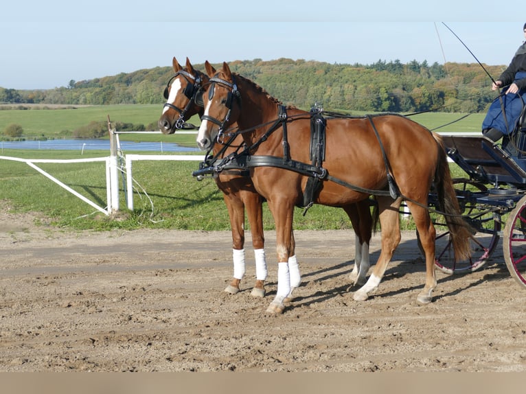 Trakehner Caballo castrado 4 años 165 cm Alazán in Ganschow