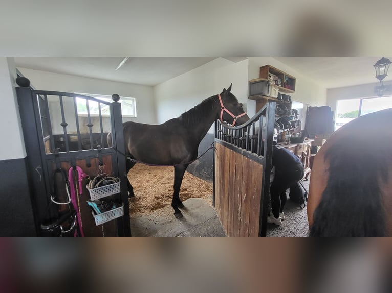 Trakehner Caballo castrado 4 años 165 cm Castaño oscuro in Wicko