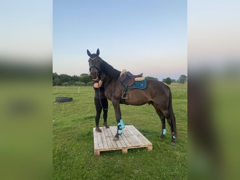 Trakehner Caballo castrado 4 años 165 cm Castaño oscuro in Wicko