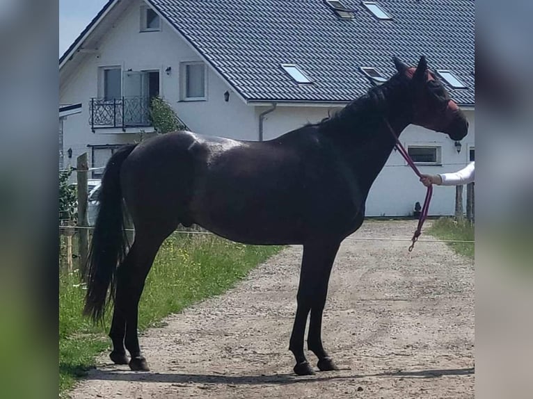 Trakehner Caballo castrado 4 años 165 cm Castaño oscuro in Wicko