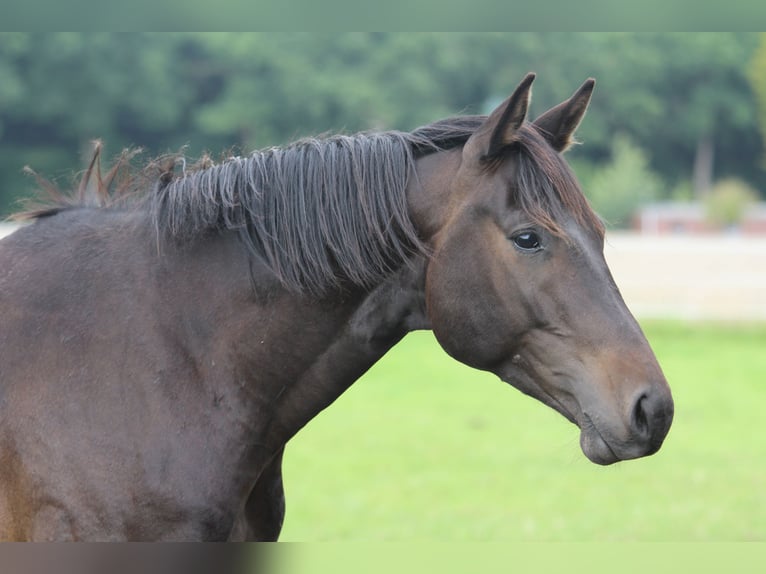 Trakehner Caballo castrado 4 años 165 cm Castaño oscuro in Westerstede