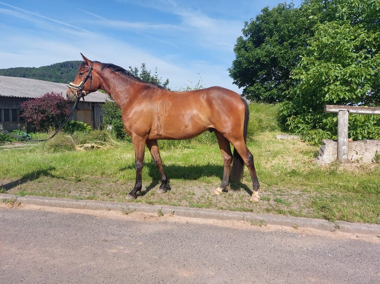 Trakehner Caballo castrado 4 años 166 cm Castaño in Nüsttal