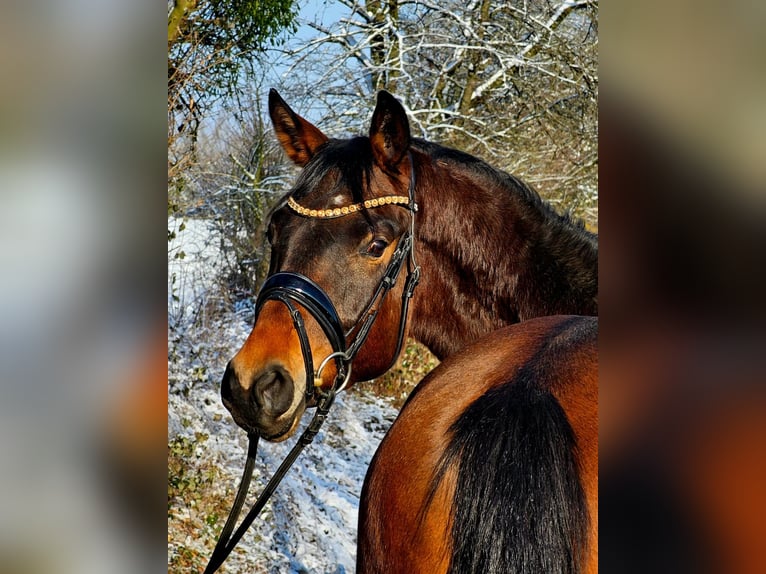 Trakehner Caballo castrado 4 años 166 cm Castaño in Ruppichteroth