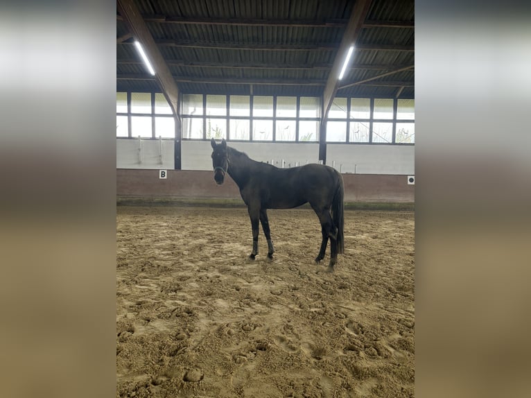 Trakehner Caballo castrado 4 años 166 cm Castaño oscuro in Stockstadt am Rhein