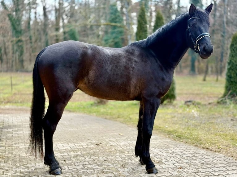 Trakehner Caballo castrado 4 años 166 cm Morcillo in Neukirch an der Thur