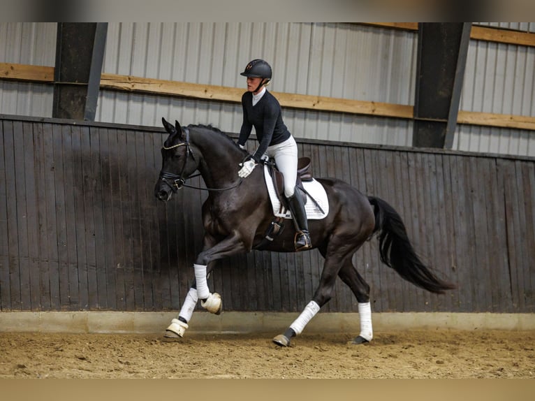 Trakehner Caballo castrado 4 años 166 cm Negro in Neumünster