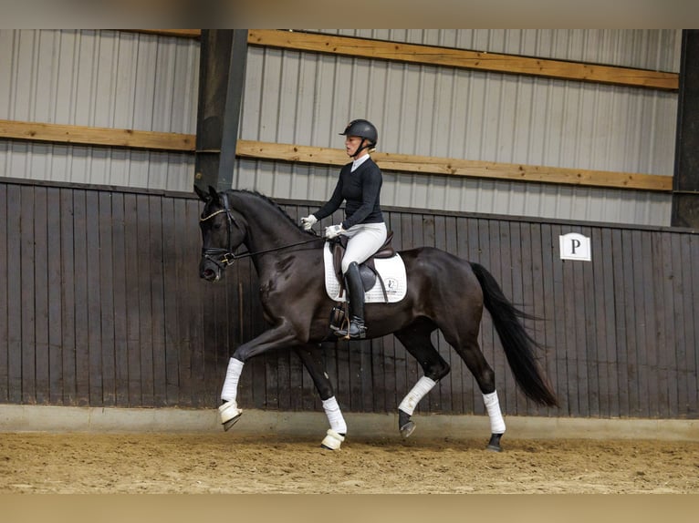 Trakehner Caballo castrado 4 años 166 cm Negro in Neumünster