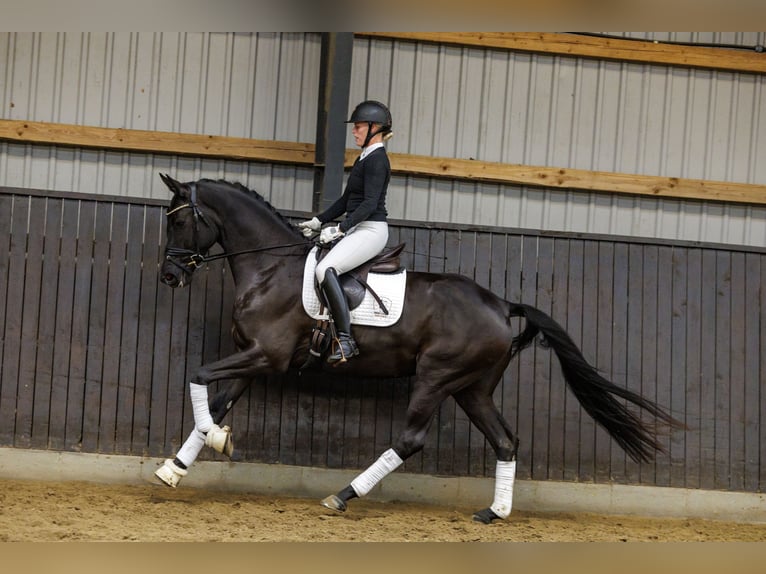 Trakehner Caballo castrado 4 años 166 cm Negro in Neumünster