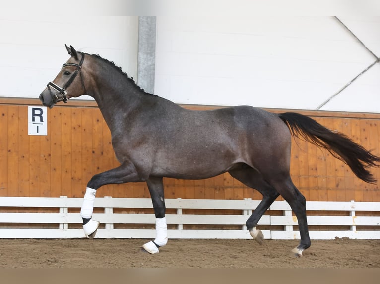 Trakehner Caballo castrado 4 años 166 cm Tordo in Suhlendorf