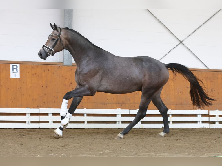 Trakehner Caballo castrado 4 años 166 cm Tordo in Suhlendorf