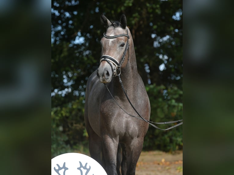 Trakehner Caballo castrado 4 años 166 cm Tordo in Suhlendorf