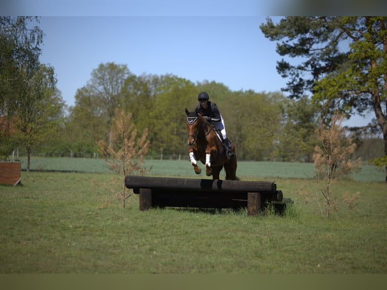 Trakehner Caballo castrado 4 años 167 cm Alazán in Klein Heide