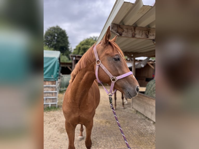 Trakehner Caballo castrado 4 años 167 cm Alazán in Rohrbach