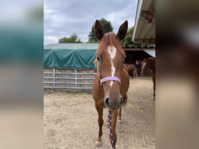 Trakehner Caballo castrado 4 años 167 cm Alazán in Rohrbach