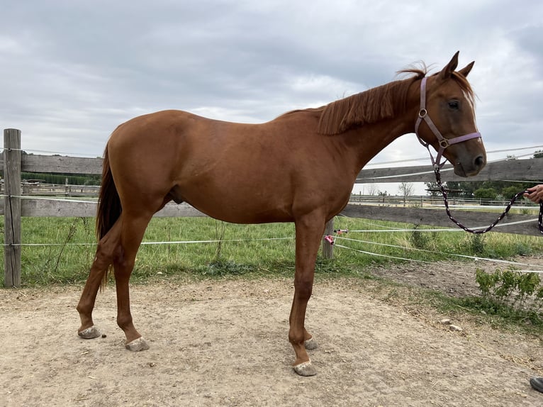 Trakehner Caballo castrado 4 años 167 cm Alazán in Rohrbach