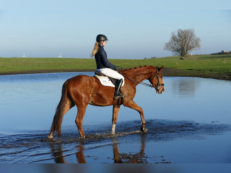 Trakehner Caballo castrado 4 años 167 cm Alazán in Ganschow