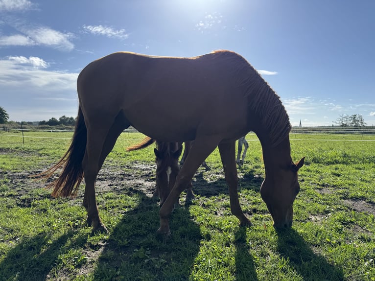 Trakehner Caballo castrado 4 años 167 cm Alazán in Rohrbach