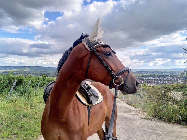 Trakehner Caballo castrado 4 años 167 cm Castaño in Bingen am Rhein