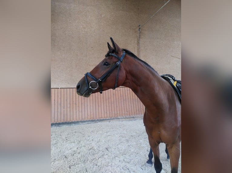 Trakehner Caballo castrado 4 años 167 cm Castaño in Bingen am Rhein