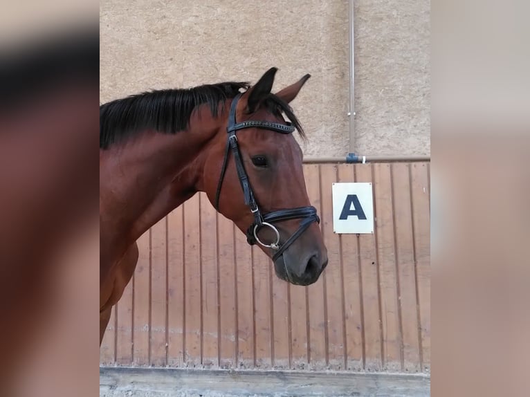 Trakehner Caballo castrado 4 años 167 cm Castaño in Bingen am Rhein